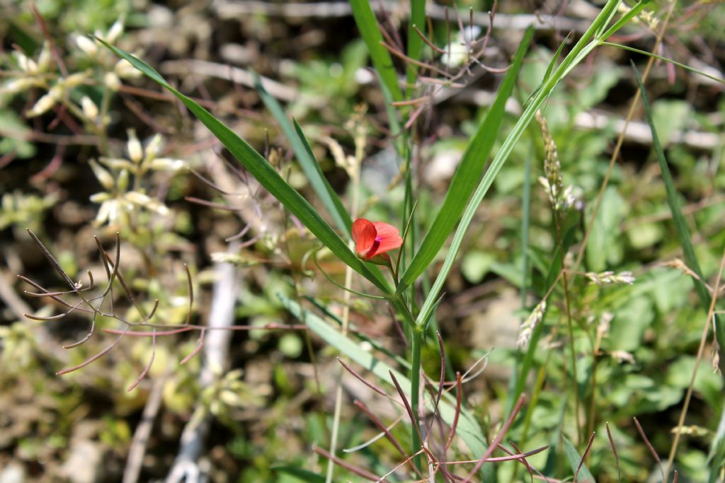 Lathyrus sphaericus / Cicerchia sferica